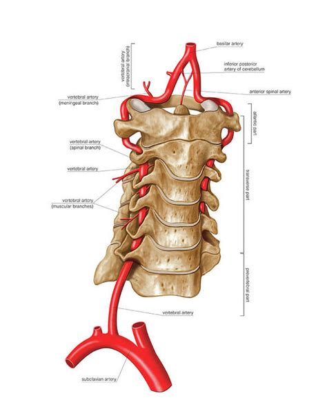 Vertebral Artery Art Print by Asklepios Medical Atlas