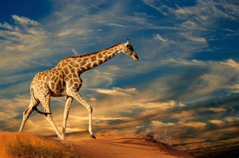 Where To See Giraffes in Africa