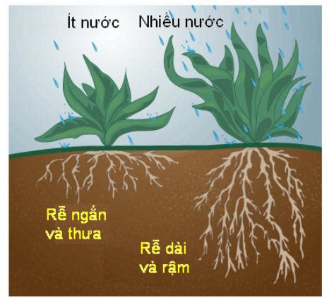 Ảnh Hưởng Của Độ Ẩm Đất Đến Cây Trồng • Tin Cậy 2025