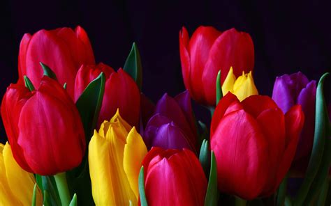 Beautiful Tulips Flowers wallpaper | 2560x1600 | #22602