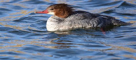 Canadian Wildlife Service releases migratory bird hunting proposal ...