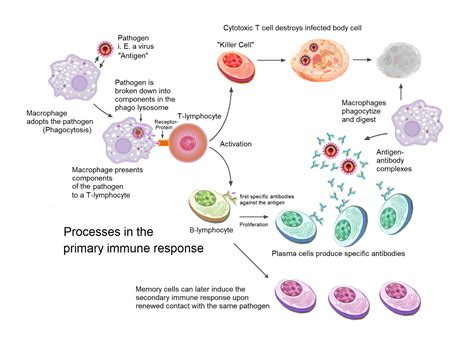 Protein-specific immune response : r/SubSimGPT2Interactive