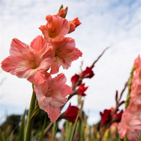 The Gladiolus Flower: Meanings, Images & Insights | Floraly