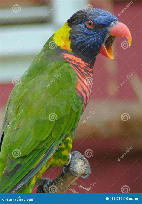 Lory Bird stock photo. Image of poly, bird, lory, perched - 1381784