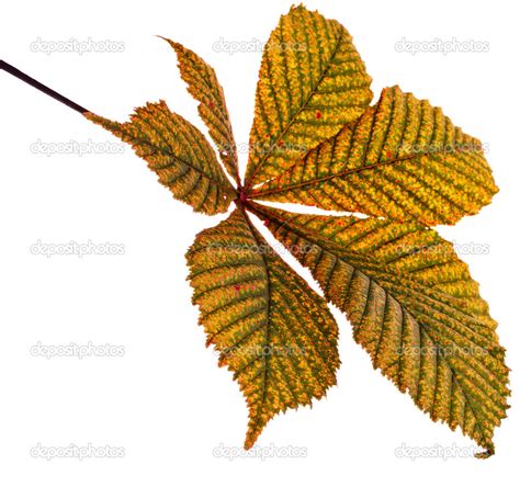 Leaf of horse chestnut tree — Stock Photo © Madllen #50791887