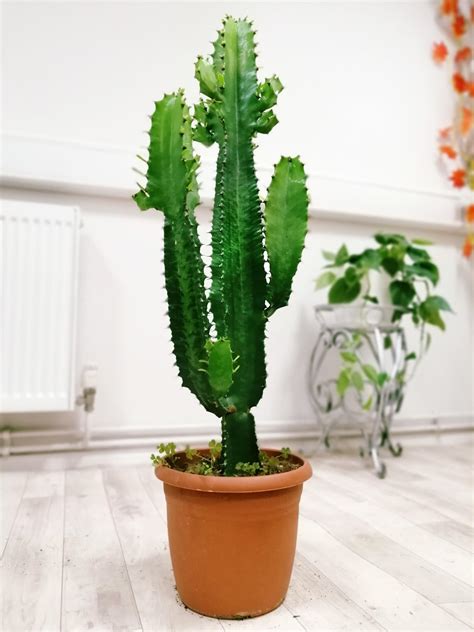 XL Rare Euphorbia Ingens Succulent Tall Cactus in Pot House Indoor Garden Plant | eBay