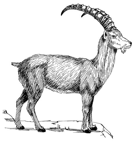 File:Goat 1 (PSF).png - Wikimedia Commons