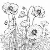 Buttercup coloring Pages – Coloring Corner sketch template
