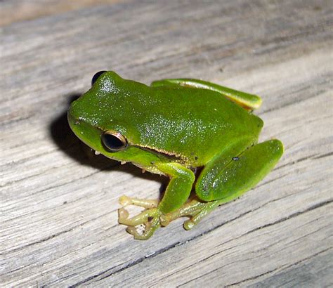 Leaf green tree frog - Wikipedia