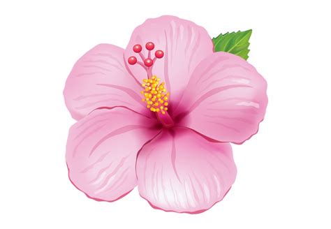 moana flower clipart 10 free Cliparts | Download images on Clipground 2024