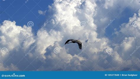 The Grey Heron Flying Sky High Stock Photo - Image of legs, ardea ...