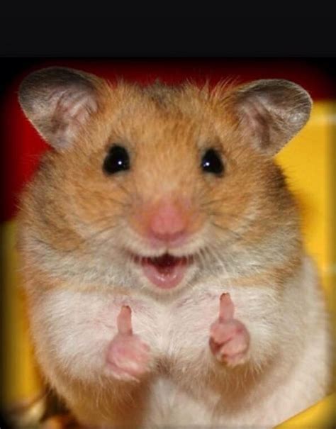 and also here's a thumbs up for the 98 followers . | Memes de animales ...