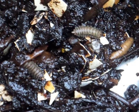 Black soldier fly larvae in the compost bins! | Black soldier fly ...