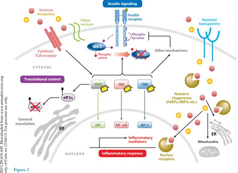 Figure 2 from Inflammatory mechanisms in obesity. | Semantic Scholar