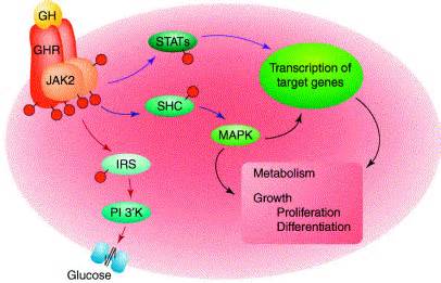 Growth hormone receptor signalling pathways.