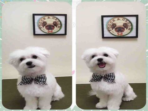 Maltese Dogs: 6 Popular Haircut Styles and Colors | Maltese puppy ...