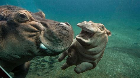 Download Hippopotamus Happily Swimming Underwater Wallpaper | Wallpapers.com