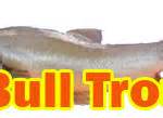 Bull Trout Facts Sheet, Identification, Habitat and Breeding Habits.