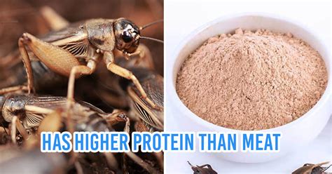 Thailand Sells Protein Powder Made From Crickets