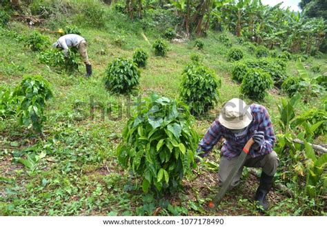 Puerto Rican Coffee Farm Finca Puerto Stock Photo (Edit Now) 1077178490