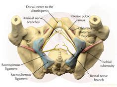 1000+ images about Pudendal Nerve on Pinterest | Pelvic floor, Muscle ...