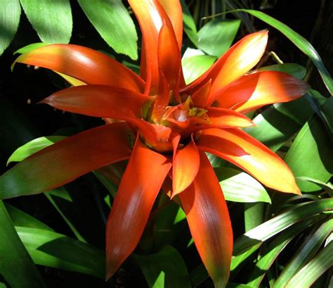 Red Tropical Plant | Tropical garden plants, Tropical plants, Plant pictures