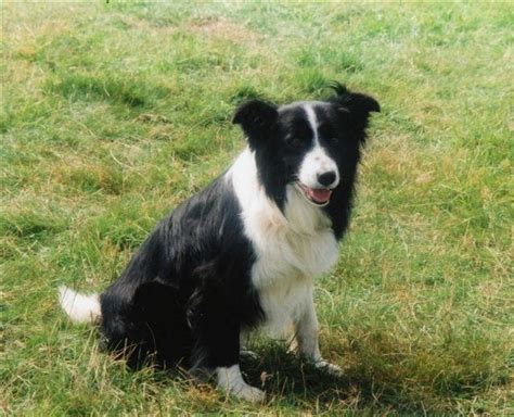 1000+ images about Sheepdog/Border Collie on Pinterest