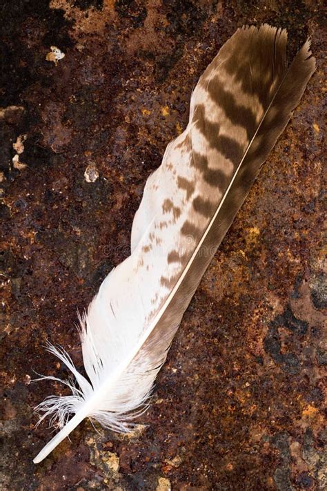 Buzzard Feather on Rusty Table Stock Photo - Image of view, wing: 112251146