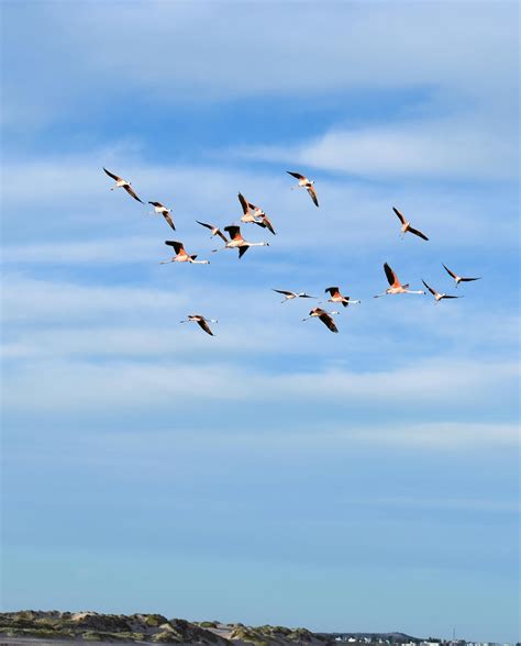 Flamingo Flying Photos, Download The BEST Free Flamingo Flying Stock ...