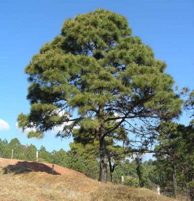 El Pino: Fauna vital para la naturaleza de Honduras - DIARIO ROATÁN