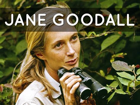 Mujerícolas: El estudio de los Primates:Jane Goodall ,Dian Fossey y Birutė Galdikas