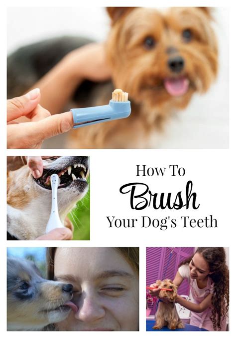 Your dog's oral hygiene is so important and today I'll tell you how to brush your dog's teeth ...