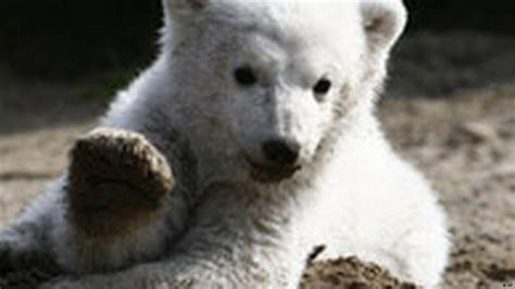 Cute Knut dies – DW – 03/19/2011