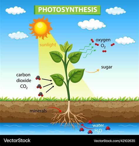 Photosynthesis Leaf Vector Illustration Labeled Educational Process | Porn Sex Picture