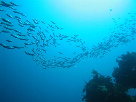 The Secrets of Schooling Fish – and What They Can Teach Us — Oceans Deeply