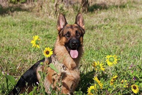 German Shepherd Sitting Photograph by Zandria Muench Beraldo