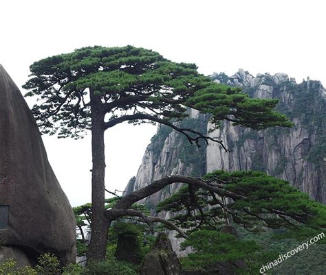 Top 8 Huangshan Pine Trees - Essence of Chinese Pine Tree