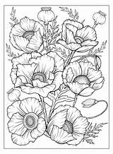 Poppies Flower Coloring Page Pages sketch template
