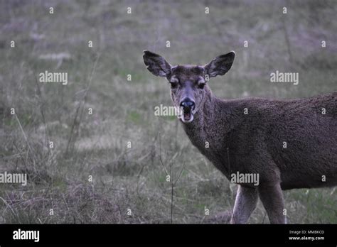 Blacktail deer antlers hi-res stock photography and images - Alamy