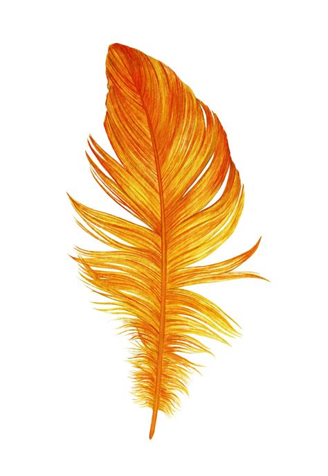 Free Images : isolated, on, white, fine art, feather illustration ...