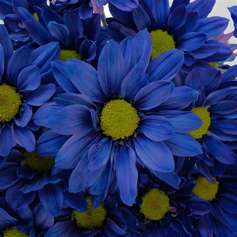 Fresh Cut Blue Daisy Flower | FiftyFlowers.com