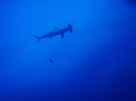 Hammerhead | Anthony Patterson | Flickr