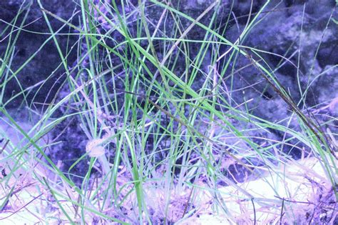 Sea Grass for Sale | Saltwater Aquarium Grass | Sea Grass