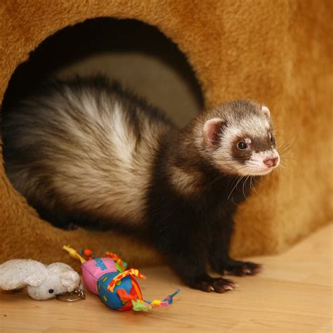 Ferret Names