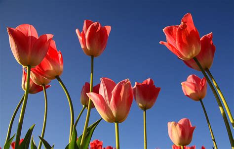 Sunny Day Flowers Photograph by Steve McKinzie