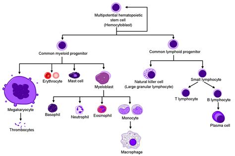 Development of Blood | Boundless Anatomy and Physiology