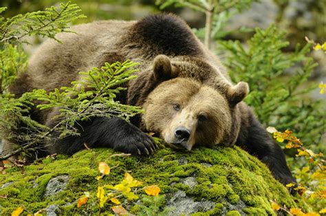 6 schützenswerte Tiere der Alpen | Bergwelten