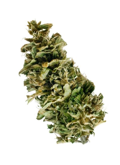 Marijuana Bud Royalty Free Stock Photos - Image: 19583998