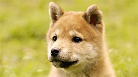 Shiba Inu Wallpapers - Wallpaper Cave