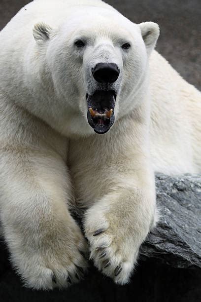 Polar Bear Teeth Stock Photos, Pictures & Royalty-Free Images - iStock